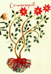 [badianusmanuscriptdahlia1542[1].jpg]